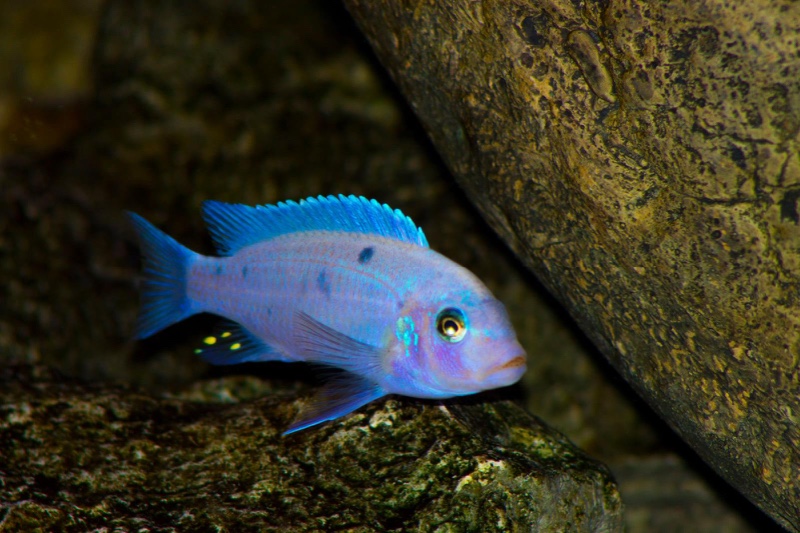 Maylandia callainos 'Nakantenga Reef'